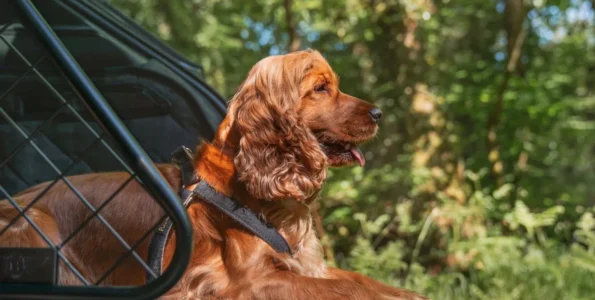 Když i pes cestuje v první třídě. Bentley představilo kolekci pro mazlíčky